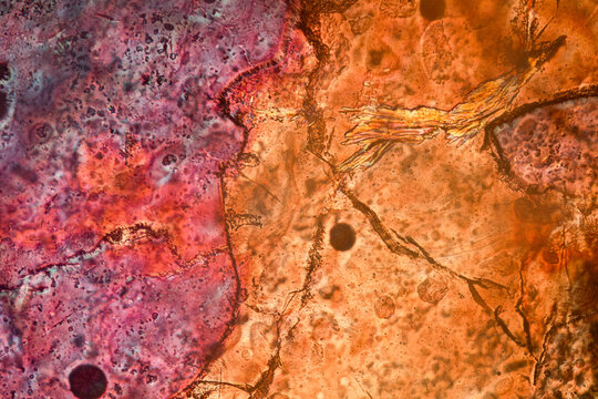 Animal head like structure in thin section made by microscope with polarized light