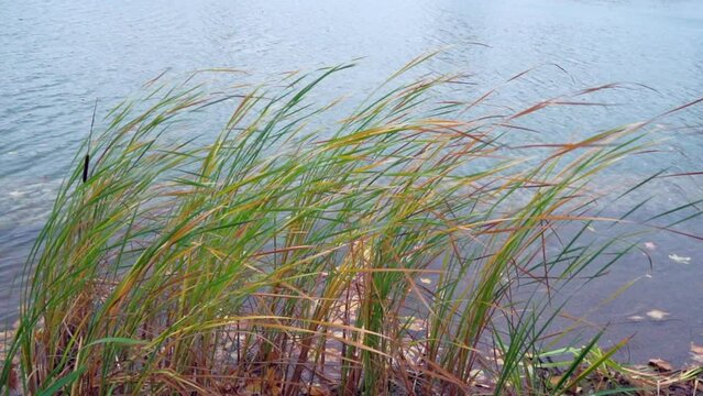Slow motion of an autumn pond with ducks and cattail reeds swaying from the strong wind and yellow leaves flying