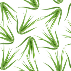 A seamless pattern of Aloe vera. vector illustration.