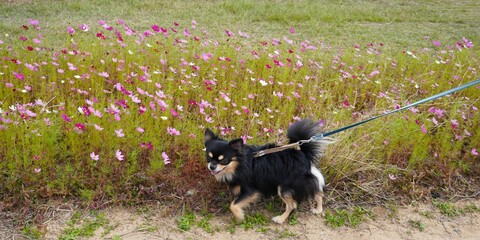 チワワと歩くコスモス咲く散歩道　ワイド