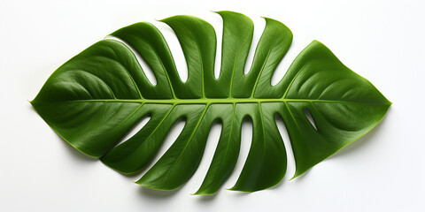 monstera on an isolated white background