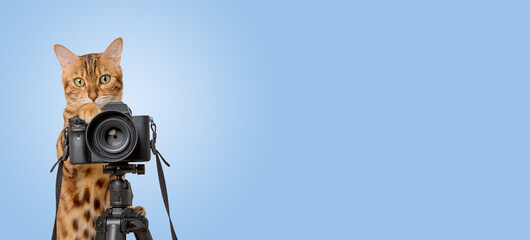 Bengal cat with a SLR camera on a blue background. Cat photographer.