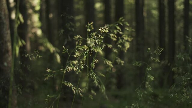 Close-Up of green grass in the forest. Footage of lush green grass amidst a dense forest.Green background.Rays of sunlight in forest park. Natural blurred pattern background. Fresh bright green grass.