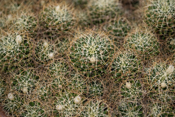 Yellow cactus flower in detail.