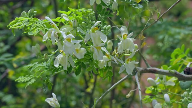 A close-up of fresh moringa leaves and flowers swaying in the breeze
