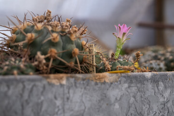 Red cactus flower with thorns.