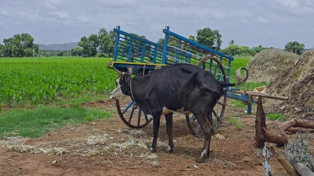 A closeup of an Indian black cow defecating or peeing outdoors in a field