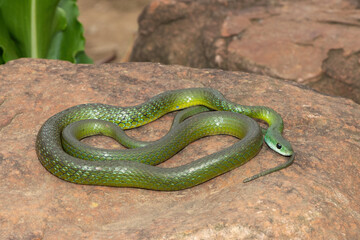 A harmless Western Natal Green Snake (Philothamnus occidentalis) basking in the wild