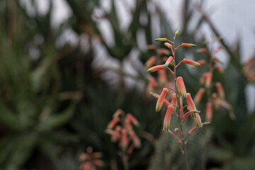 Pink flowers of a succulent plant on a stem.