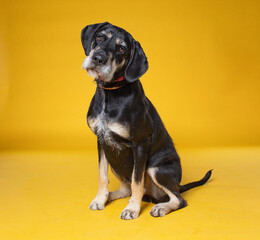 cute dog on an isolated background