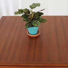 Vintage draw-leaf dining table. Teak Mid-Century Modern Furniture. Interior close-up photograph with decorative houseplants.