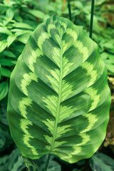 patterned leaf of tropical calathea plant, green natural background