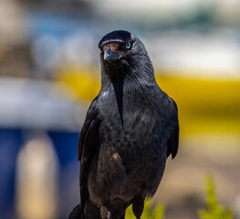 Crow watching you 