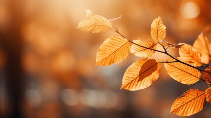Blurred autumn leaves with shallow depth of field