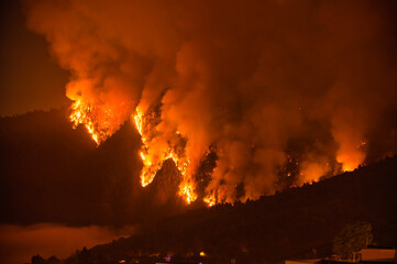 Fototapeta na wymiar Forest fire burning at night