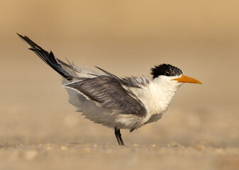 Lesser Crested Tern perched on ground at tubli, Bahrain