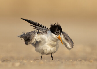 Lesser Crested Tern preening perched on ground at tubli, Bahrain