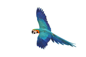Colorful flying parrot isolated on transparent background png file