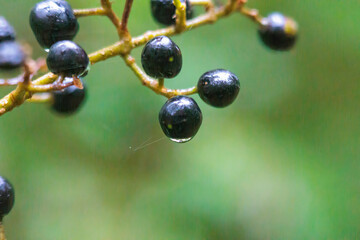 Black berries of privet against a background with vivid bokeh
