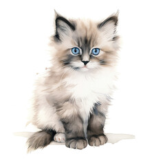 Beautiful ragdoll kitten with big blue eyes, isolated on white background. Digital watercolour illustration.