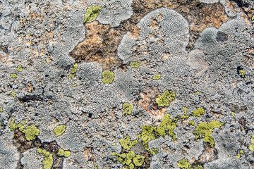 Lichen on rock