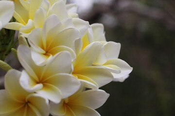 white and yellow flowers