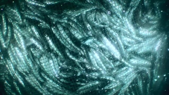 Fish inside a commercial fishing net: the net rises to the surface and the anchovies inside are tightly pressed together, close-up.