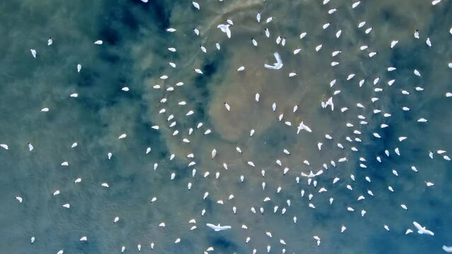 Aerial photography of an underwater discharge of sewage into the sea. Camera over a geyser of brown water bubbles that rise from the depths of the sea and is a place that attracts sea gulls.
