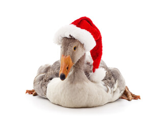 Goose with Christmas hat.