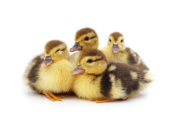 Little yellow ducklings.