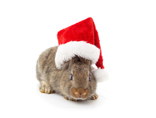 One rabbit in Christmas hat.