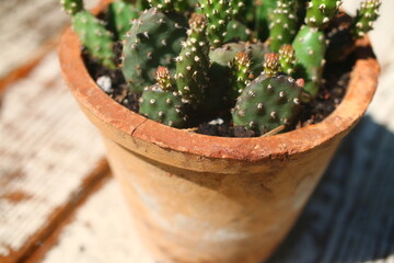 donica opuncja fragilis kaktus kompozycja donica gliniana