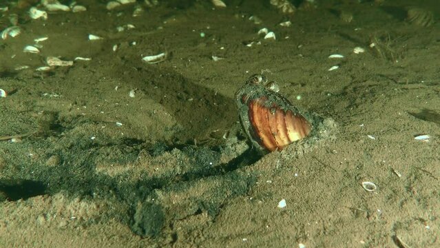 Freshwater Painter's mussel (Unio pictorum) half buried in the ground, the trail of movement is visible.
