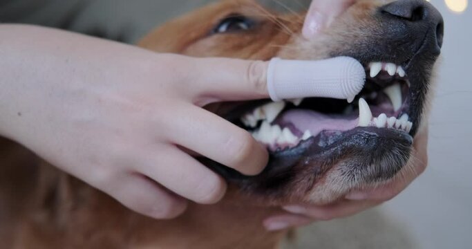 A young woman brushes the teeth of a Golden Retriever dog with a special toothbrush for dogs that fits on her finger. Dog care and grooming salons. Veterinary clinic and dog dental care.