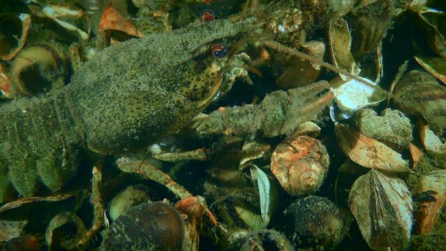 Broad Clawed Crayfish (Astacus astacus) sits on the bottom covered with shells, then slowly leaves the frame.