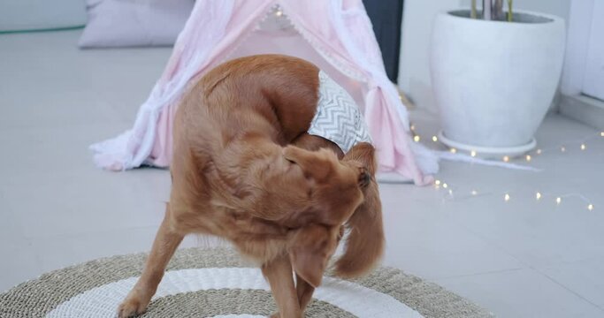 A golden retriever wearing a dog diaper is chasing his tail. Chasing the tail is a dog game, fun when you're bored. Discomfort in the tail area in dogs, chewing the tail.