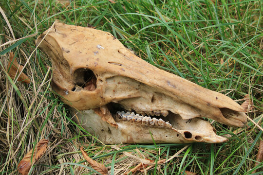 skelletierter Sch&auml;del vom Kahlwild