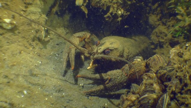A red-clawed crayfish (Astacus astacus) guards the entrance to its burrow at the bottom.