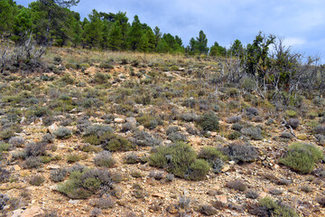 Thymus zygis thyme in the Sierra de Albarracín. Teruel. Spain