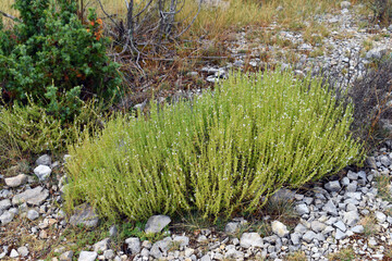 Thymus zygis bushes in flower, a thyme that lives in the Iberian Peninsula and Morocco