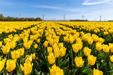 field with yellow triumph tulips (variety ‘Strong Gold’) in Flevoland, Netherlands