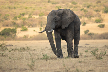 Fototapeta na wymiar Adult male African savanna elephant at first light in the savanna of East Africa