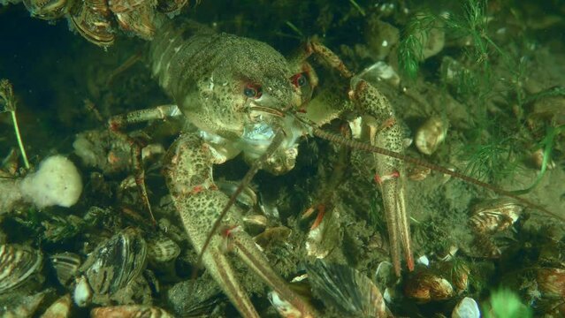 close up of a lobster