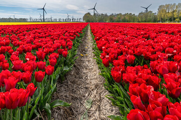 field with red triumph tulips (variety ‘Strong Love’) in Flevoland, Netherlands