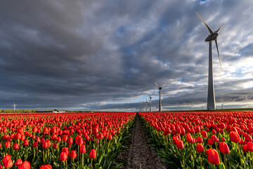field with red and yellow triumph tulips (variety ‘Verandi’) in Flevoland, Netherlands