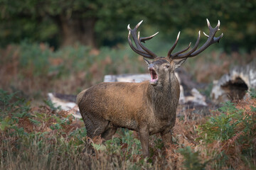 Big mouth adult red deer