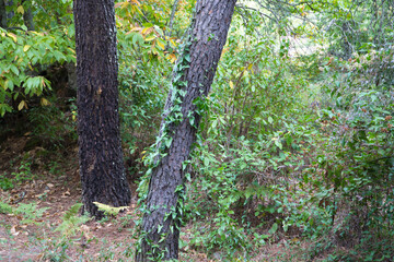 tree trunk on which creepers or ivy plants climb. Concept of invasive and dangerous plants