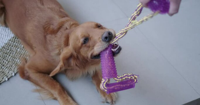 Playing tug of war with a Golden Retriever dog. Toys for dogs, chews a toy. Funny games with a dog. Pet store with dog toys, dog walker. Entertainment for pets.