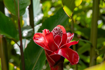 a tropical flower with many names.
Etlingera elatior, torch ginger, ginger flower, red ginger lily, torchflower, torch lily, wild ginger, rose de porcelaine, etc.
Picture shot in Martinique.