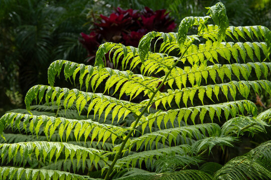 Green leaves of Marattiaceae, a tropical fern. Shot in Martinique.